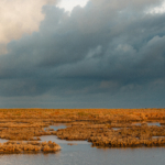Le marais camarguais