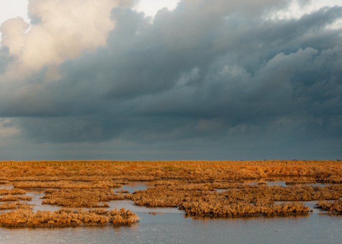 Le marais camarguais – Image 1
