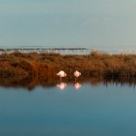 Les flamands roses