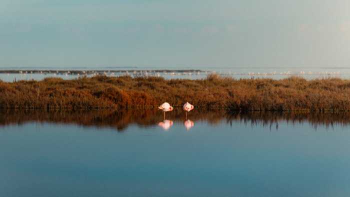 Les flamands roses – Image 1