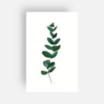 Carte eucalyptus